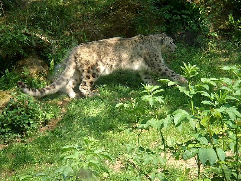 149 BIO PARC DE DOUE LA FONTAINE 4- 2016_000028.jpg